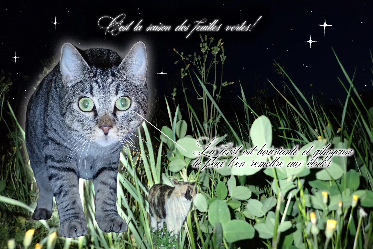 c’est la saison des feuilles vertes! ฅ⁠^⁠•⁠ﻌ⁠•⁠^⁠ฅ
this one is so special to me, and you will only understand it if you read warrior cats. so go read it.

this is the last postcard I have designed for the exhibition ʕ⁠ ⁠ꈍ⁠ᴥ⁠ꈍ⁠ʔ but there’s so much yet that you haven’t seen………… you might like it if you like typologies. and mundane 2008 artefacts. and learning centers. and arrows ✪✷
✧⁠◝⁠(⁠⁰⁠▿⁠⁰⁠)⁠◜⁠✧