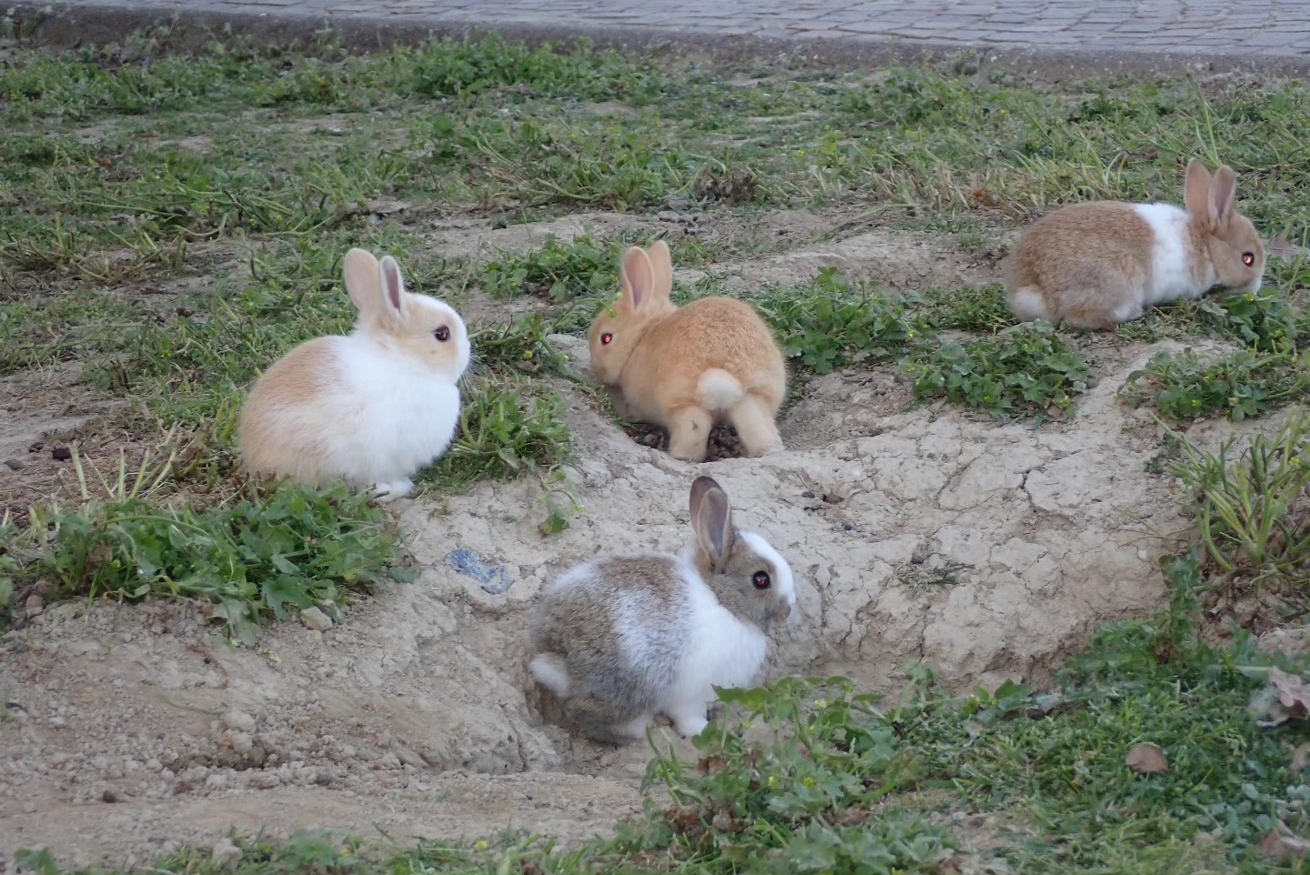 they’re frolicking (it’s baby coniglio season)