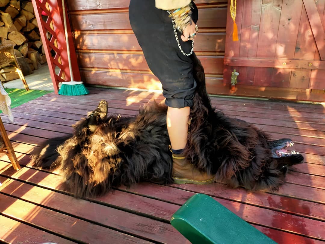 le doggo ours boobie