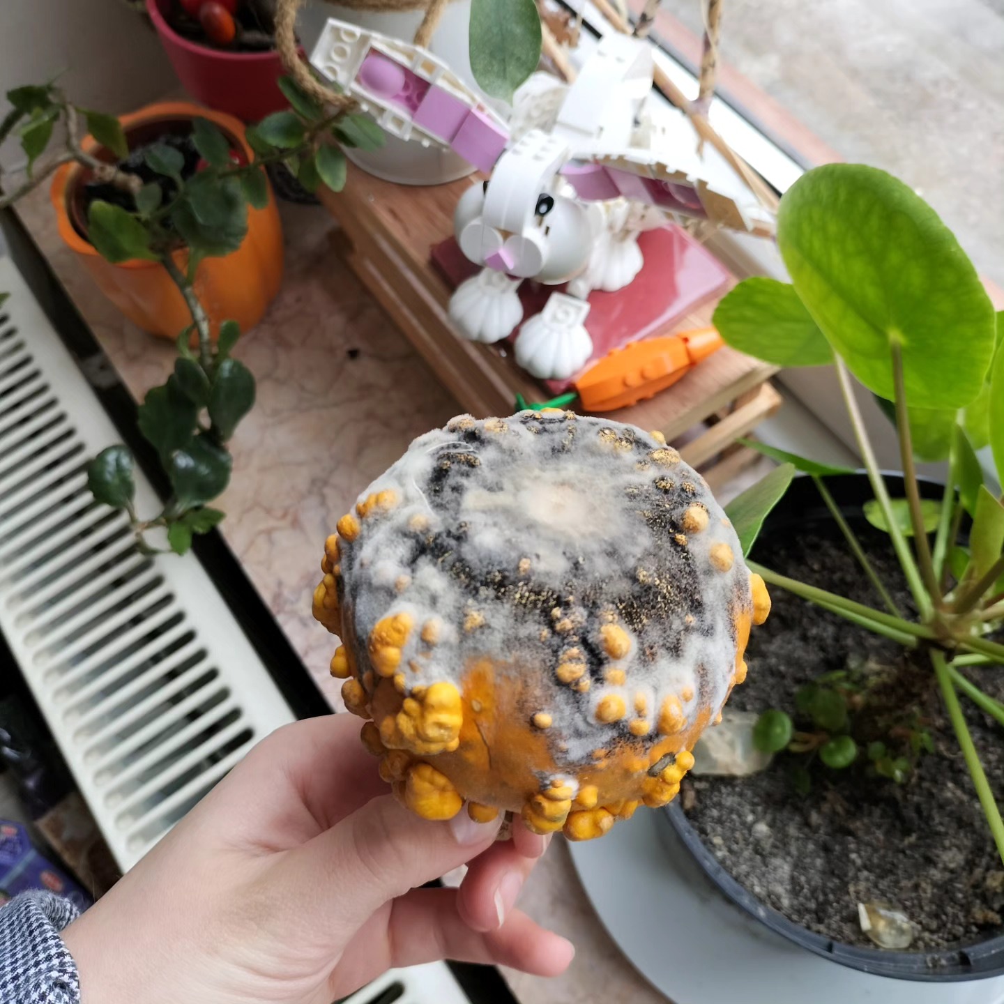 but mold is fun!!