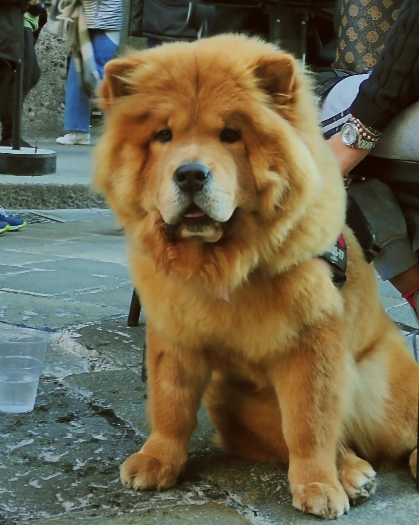 #bolognance: un lion, cyanne qui explique qqch en moulinant des mains, monumenti rossi, gelato citron fragola #crokokam
