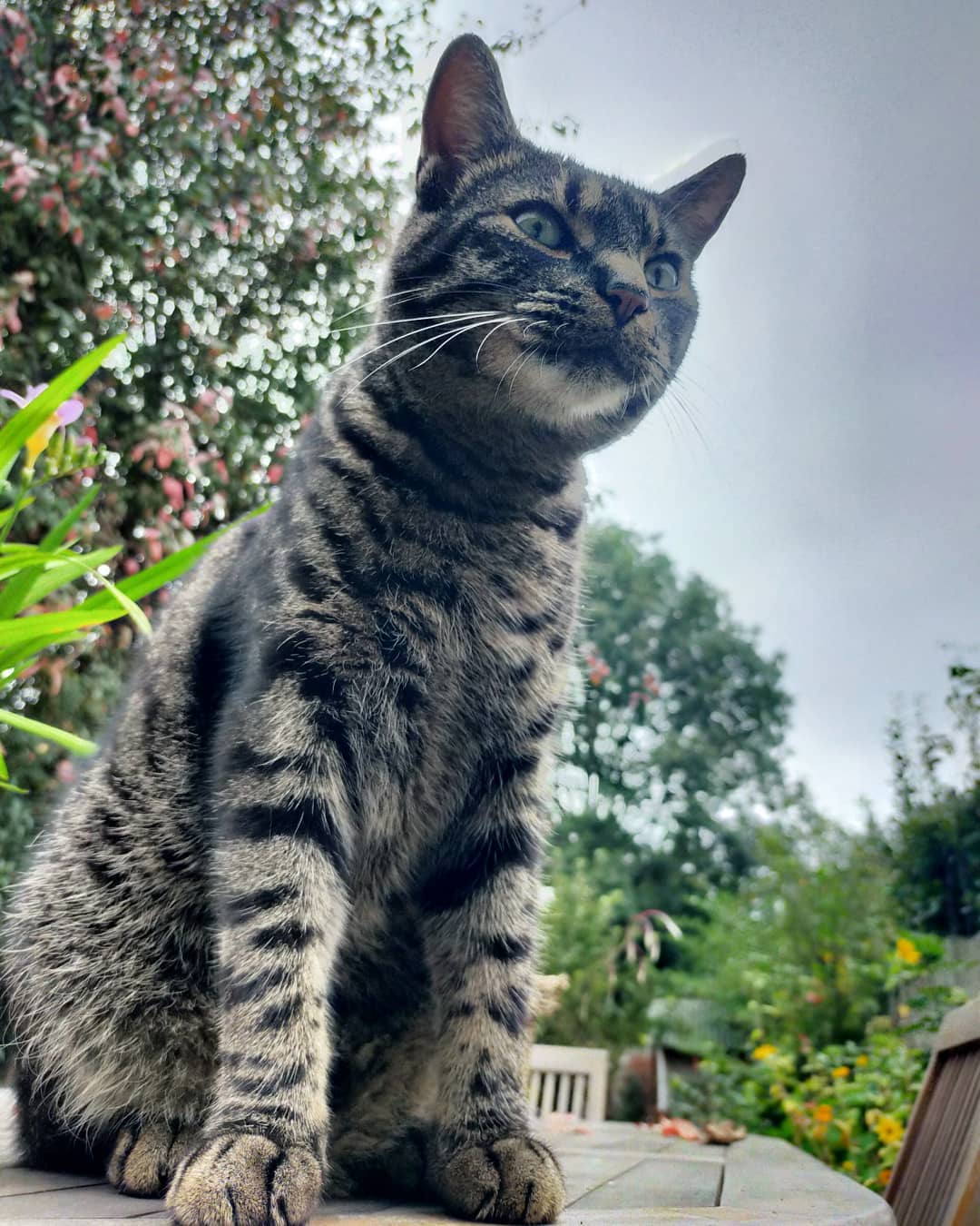 cat content