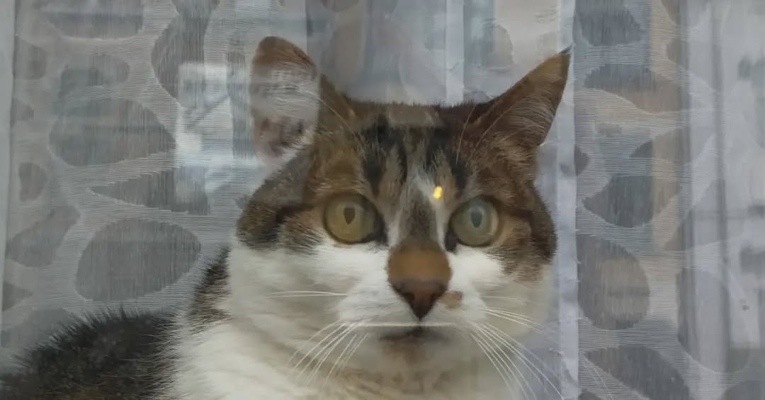 jsp quoi penser d’hercule poirot