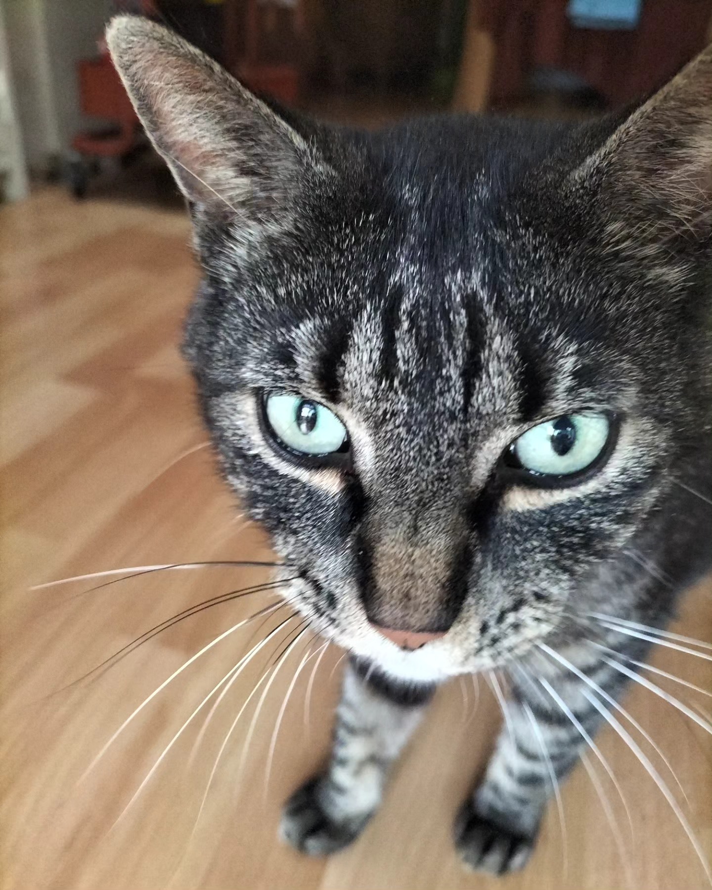 you’ve been sniffed attention
