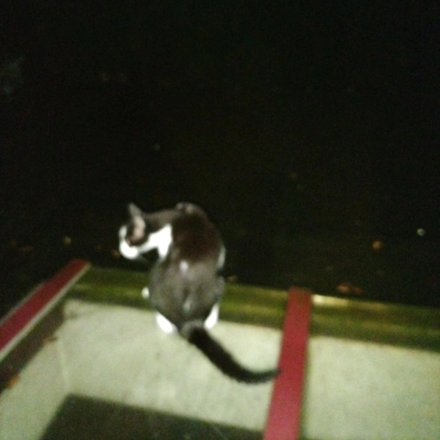 LÉO VIENT D’ENTRER CHEZ MOI