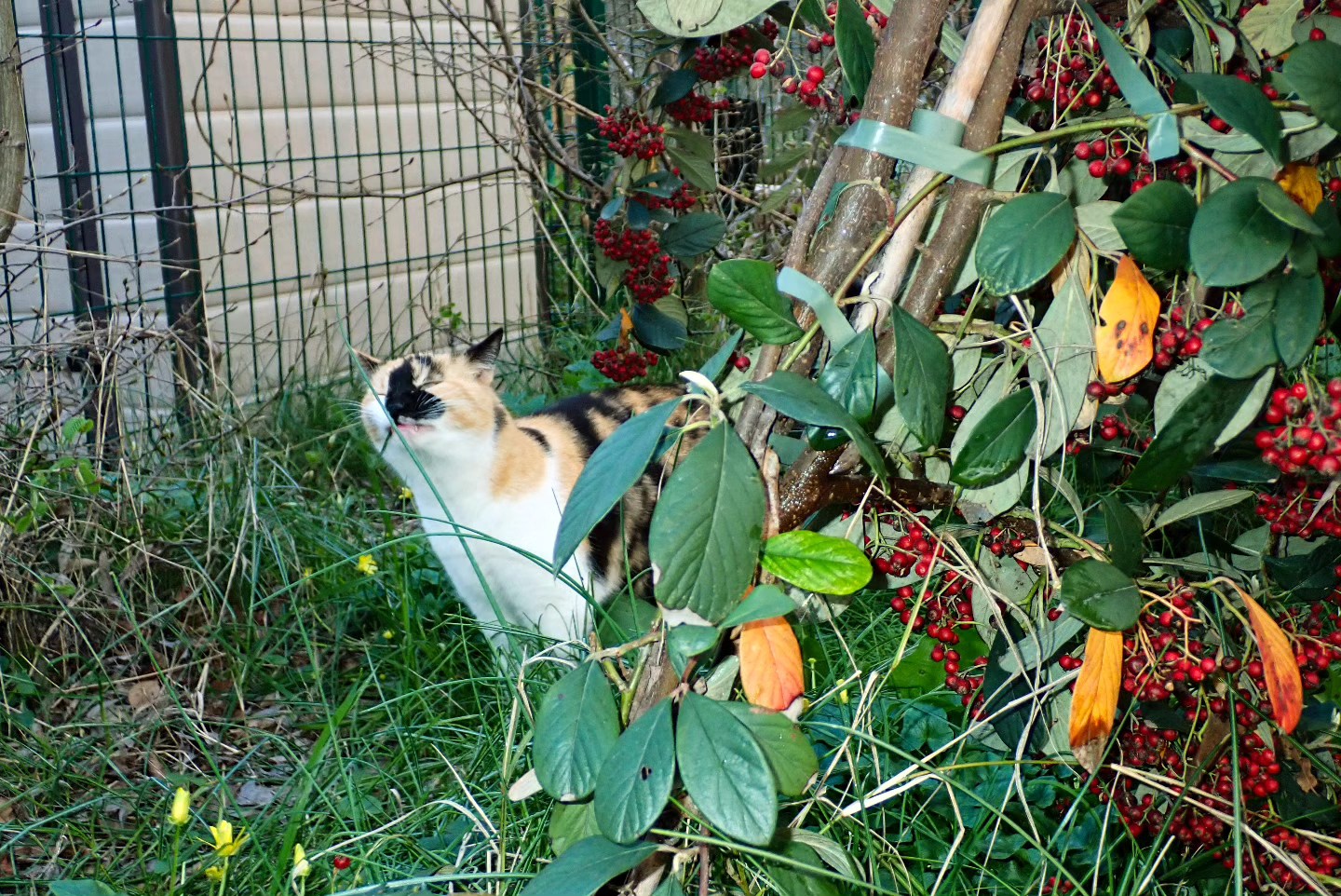 #crokokam en #gattinance