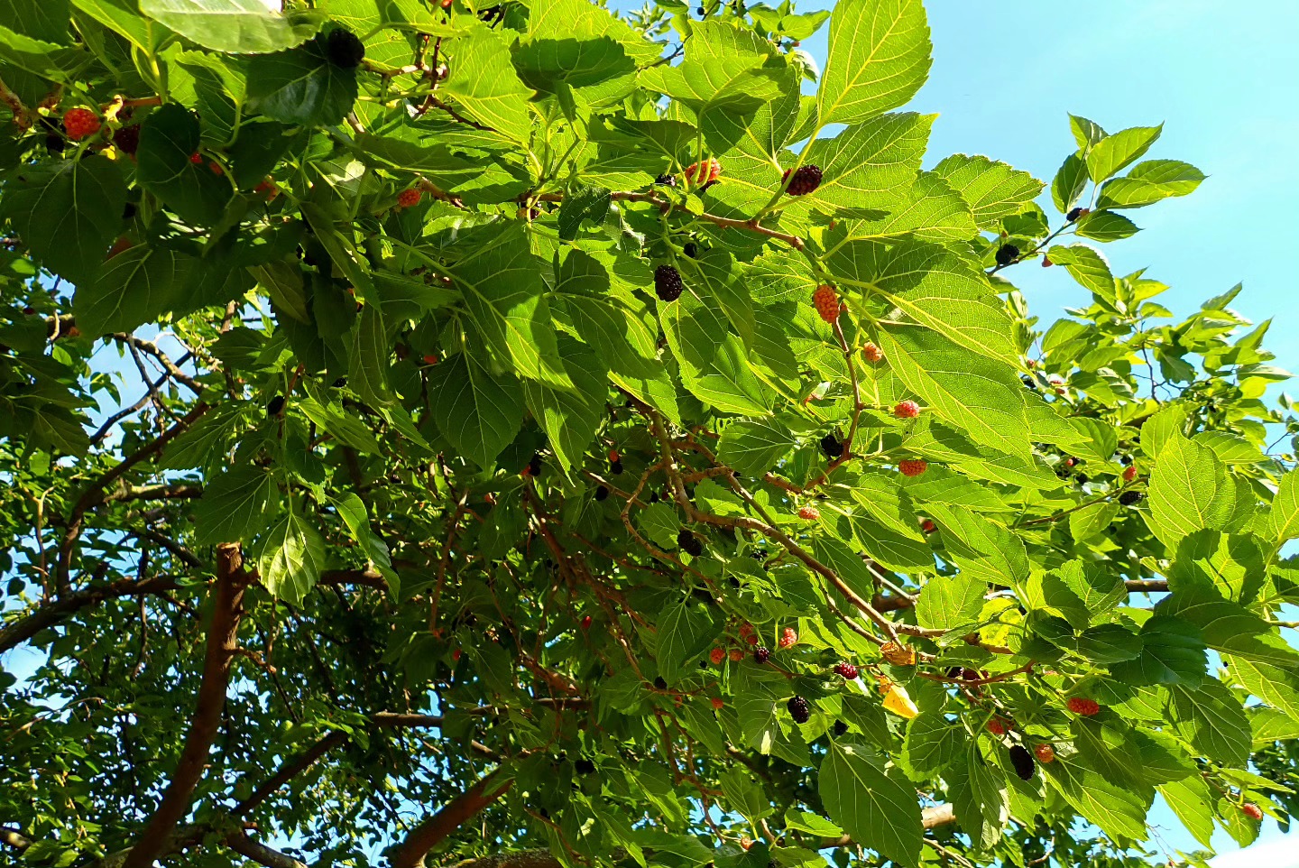 great view! and berries! you should join!