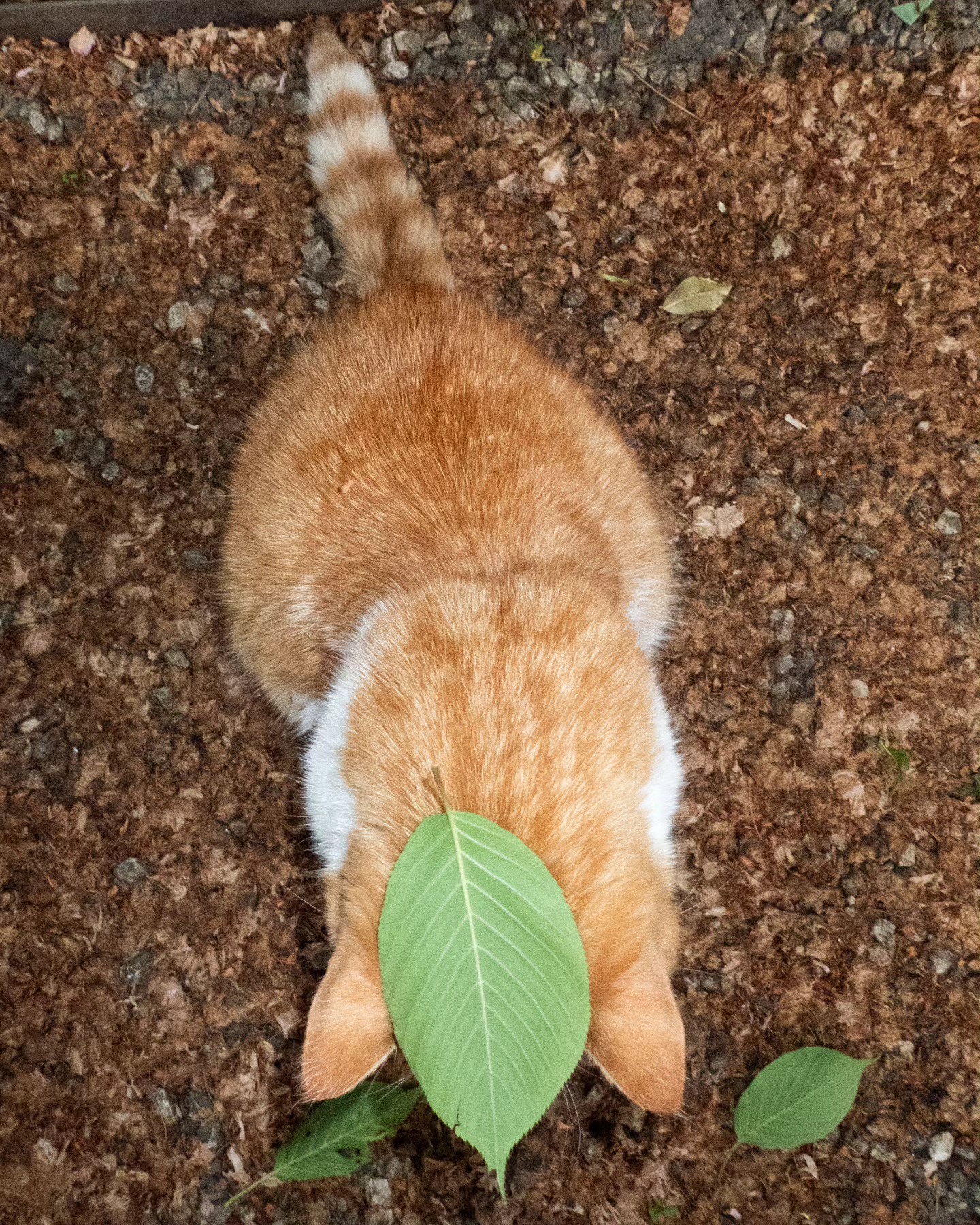 (â ã£â ËÌ©â â­â â®â ËÌ©â )â ã£ CHOUPICHA