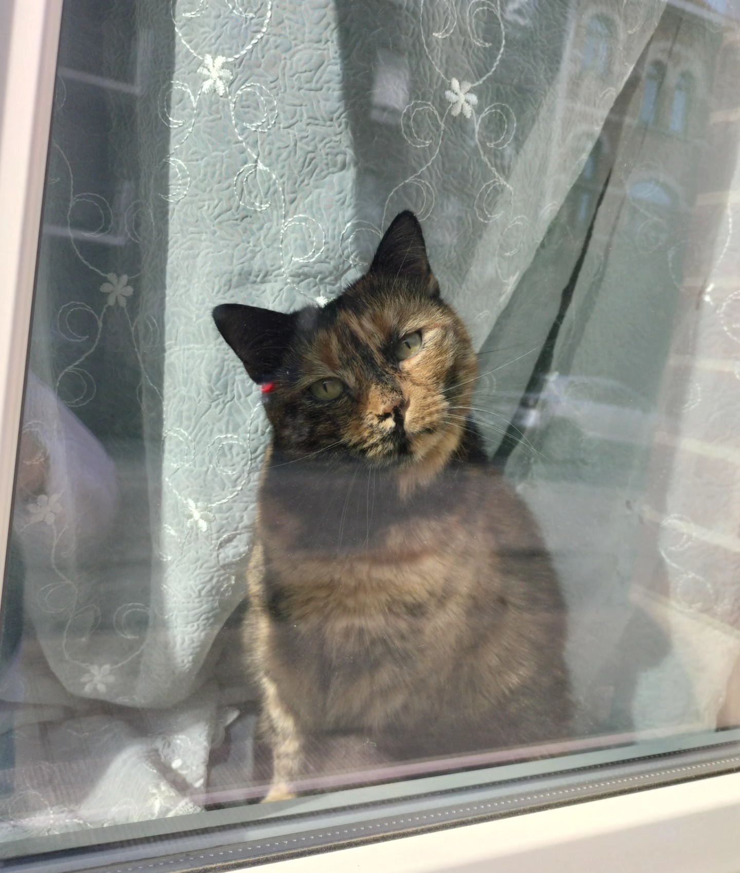 si je suis en retard le matin c’est à cause d’eux!!! REGARDEZ AAAAAA (en + après le chihuahua est venu pcq le chat faisait n’imp et j’ai pris peur et j’ai couru vers mon vélo pcq à chaque fois ce cabot me gueule dessus)