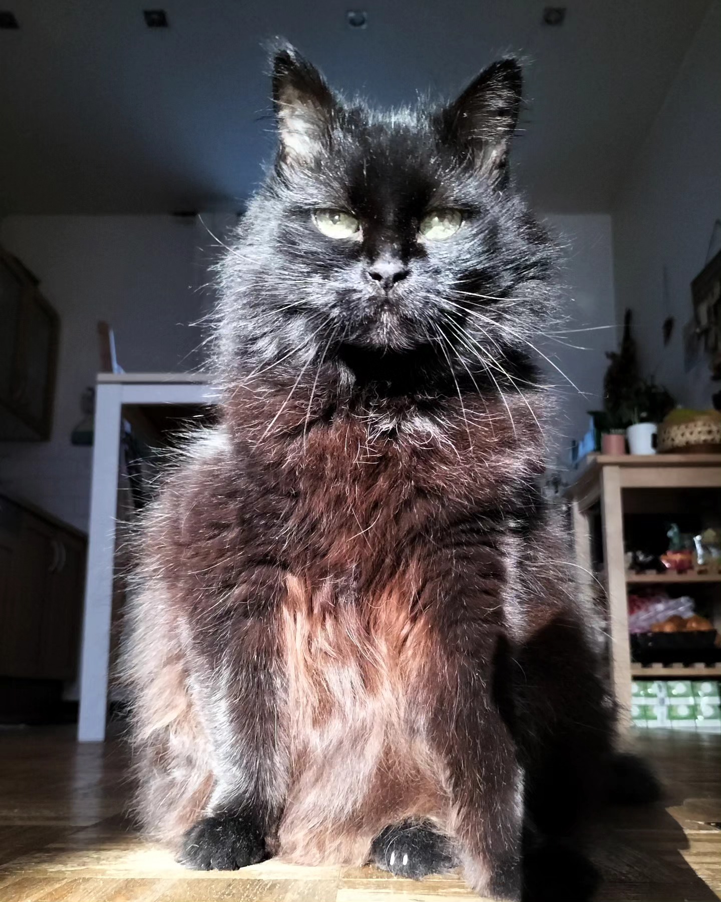 officiellement mes plus BELLES PHOTOS DE ZELDA. je ne rigole. regardez ses reflets. sa posture. ses griffes visibles. sa forme voluptueuse. son agilité. sa grâce. sa paix intérieure. sa robe enflammée. elle est SUPER