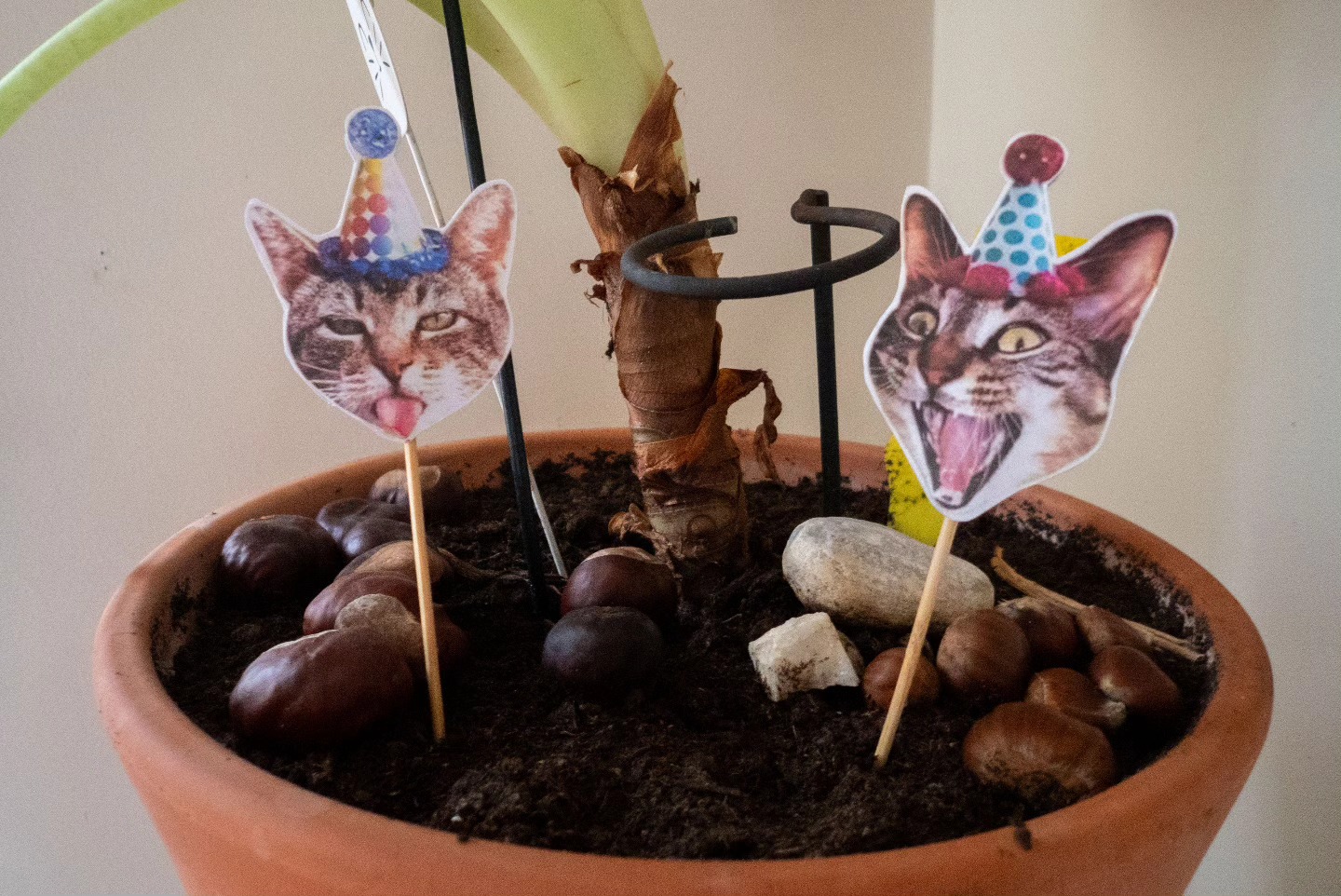 mon anniversaire pt. 1!! vous avez tout fait pour rendre ce jour extrêmement spécial et j’en suis très reconnaissant.e ⊂⁠(⁠•⁠‿⁠•⁠⊂⁠ ⁠)⁠*⁠.⁠✧
🍎 d’api était clairement la star (⁠☆⁠▽⁠☆⁠)